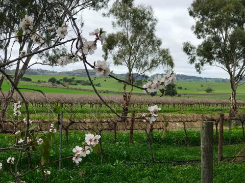 Jasmine's Barossa Valley Cottage - Seniors Australia 20