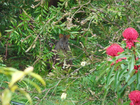 Southern Forest Accommodation - Seniors Australia 12