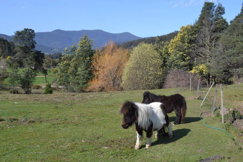 Whispering Spirit Holiday Cottages & Mini Ponies - Seniors Australia 13