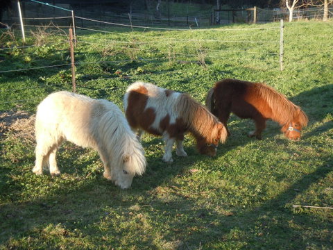 Whispering Spirit Holiday Cottages & Mini Ponies - Seniors Australia 15