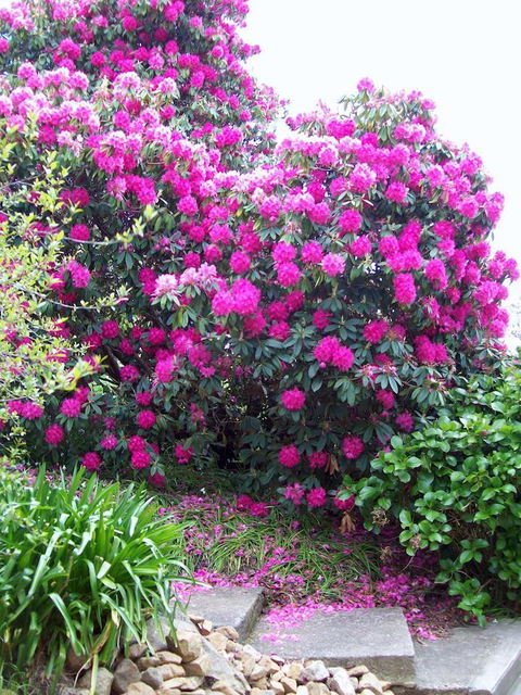 St. Pauls Bed & Breakfast - Seniors Australia 2