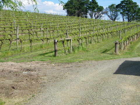 De'Vine Escape - Seniors Australia 23