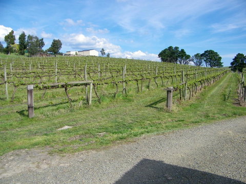 De'Vine Escape - Seniors Australia 30