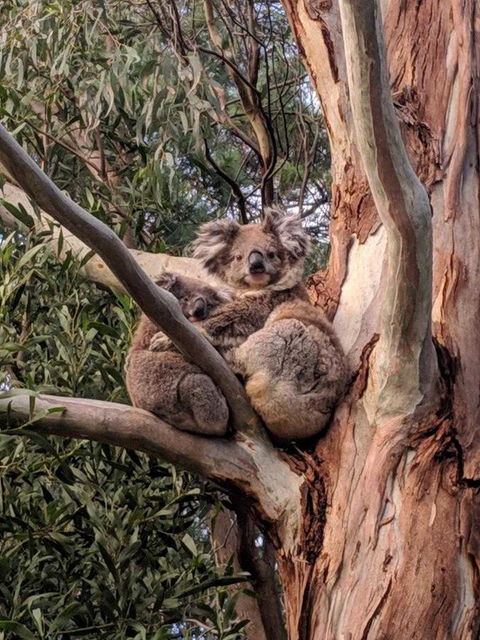 Kangaroo Manor - Seniors Australia 9