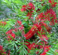 Bottlebrush B B - Seniors Australia