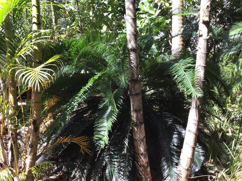 Bunya Cottage - Seniors Australia 1