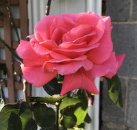 Cozy Luxury Suit With Separate Entrance - Seniors Australia