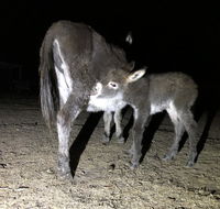 Donkey Tales Farm Cottages - Seniors Australia