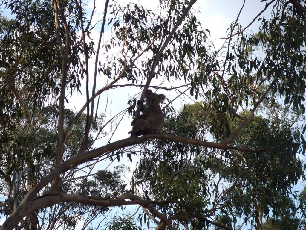  Seniors Australia