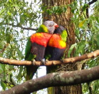 Gecko Cottage - Seniors Australia