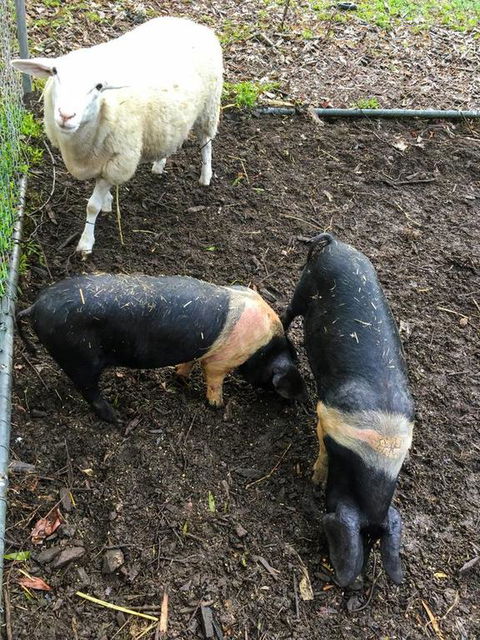 Geelong Tiny House - Seniors Australia 3