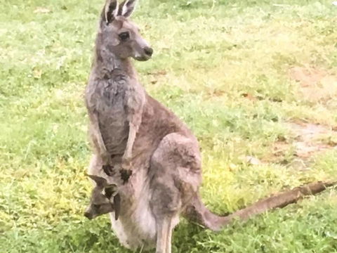 Geelong Tiny House - Seniors Australia 1