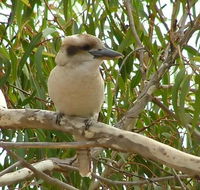 kookaburra nest - Seniors Australia