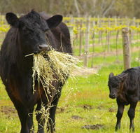 Naimanya Cottage - Seniors Australia