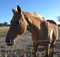 Penny's Place in The pyrenees - Seniors Australia