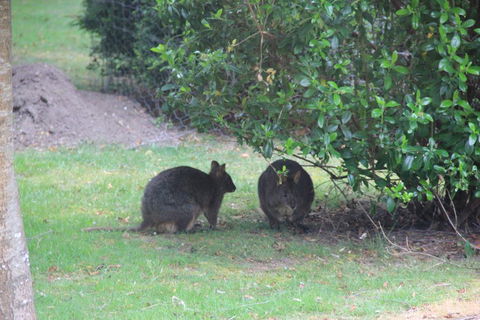 Tamar Valley Farm Stay - Seniors Australia 1