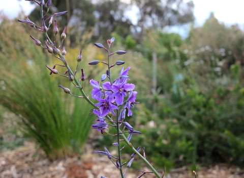 The Chocolate Lily Bed & Breakfast - Seniors Australia 3
