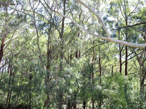 The Shaka Shack - Seniors Australia 1