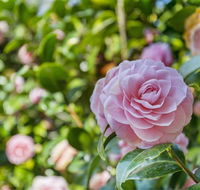 Wentworth Rose - Seniors Australia