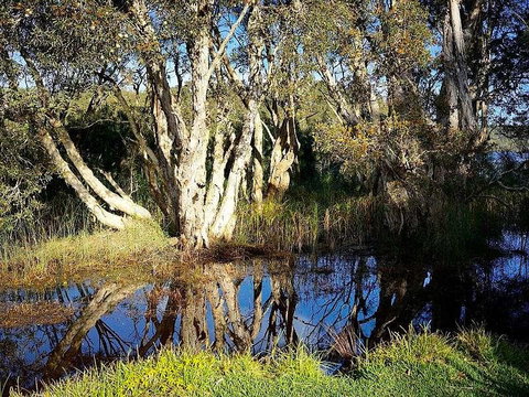 Wisteria Cottage On The Lagoon/Beach - Seniors Australia 2