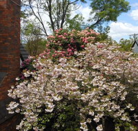 Merrimeet Cottages - Seniors Australia