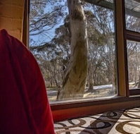 Snowgums 07 - Seniors Australia