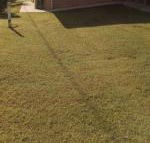 GOLDEN LACE B  B - Seniors Australia