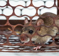 DuraKill - Seniors Australia