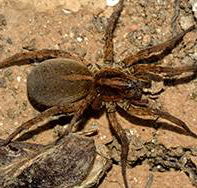 Cabans Pest Control - Seniors Australia