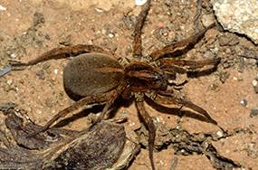 Caban’s Pest Control - Seniors Australia 0