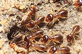 Caban’s Pest Control - Seniors Australia 1