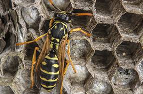 Caban’s Pest Control - Seniors Australia 2