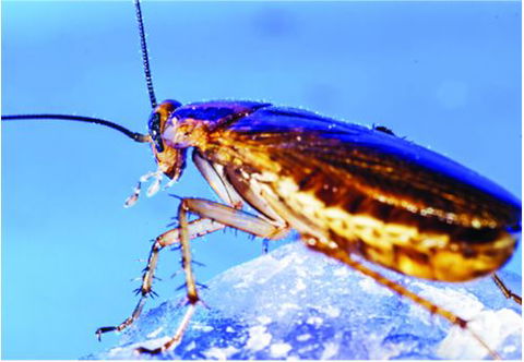 Active Pest Management - Seniors Australia 9