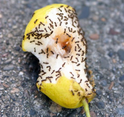 Active Pest Management - Seniors Australia 10