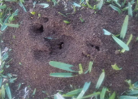 Active Pest Management - Seniors Australia 12