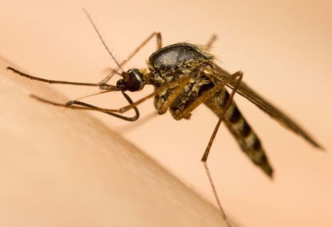 Active Pest Management - Seniors Australia 15