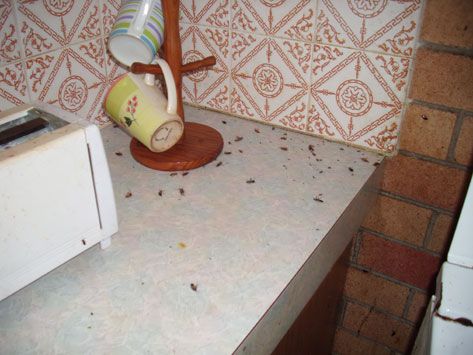 Active Pest Management - Seniors Australia 17