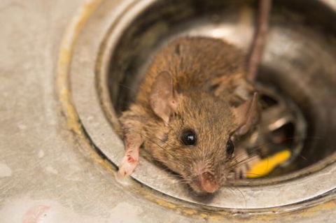 Active Pest Management - Seniors Australia 18