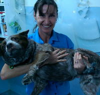 Proserpine Vet Surgery - Seniors Australia