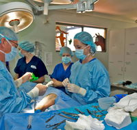 University Avenue Veterinary Hospital - Seniors Australia