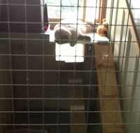 Cataway Cat Boarding Resort - Seniors Australia