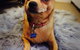 Motto Farm Veterinary Hospital - thumb 2