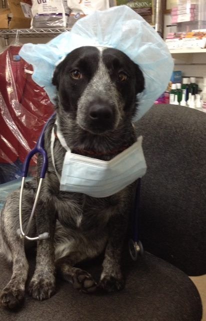 Raymond Terrace Veterinary Clinic - Seniors Australia 2