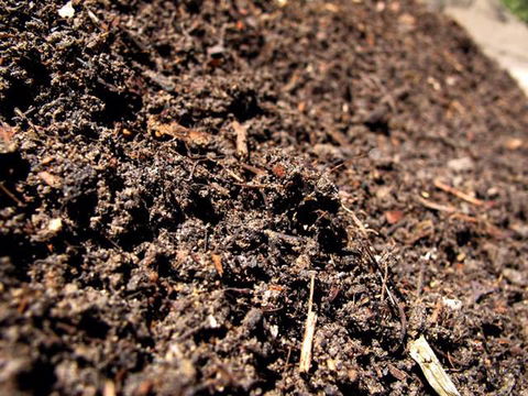 Earthborn Australia - Seniors Australia 0