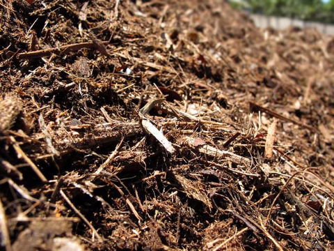 Earthborn Australia - Seniors Australia 1