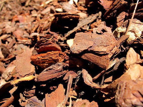 Earthborn Australia - Seniors Australia 2