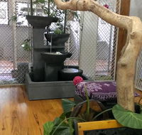 Hobbits Knob Cat Retreat - Seniors Australia