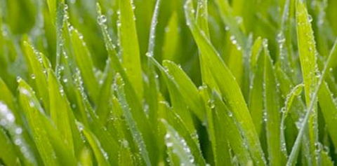 Robert’s Turf Supplies - Seniors Australia 1