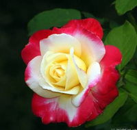 Allora Rose Gardens - Seniors Australia