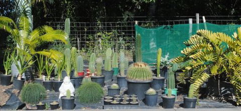 Cooran Wholesale Nursery - Seniors Australia 2